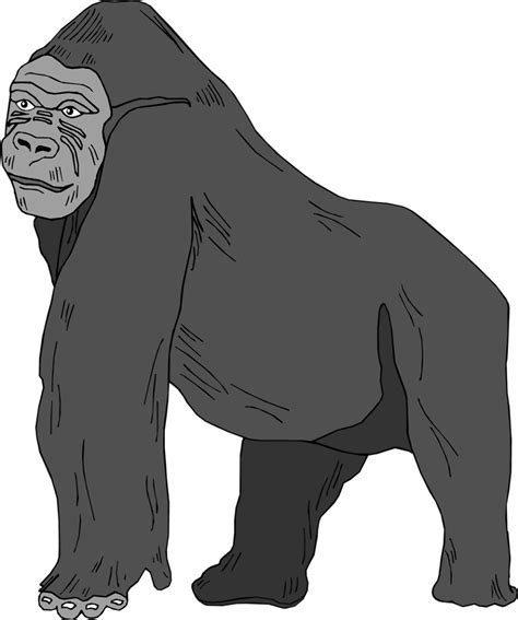 Download High Quality Gorilla Clipart Transparent Transparent Png