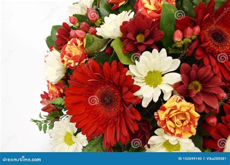 Flower Beautiful Greeting Card Copy Space Stock Photo Image Of