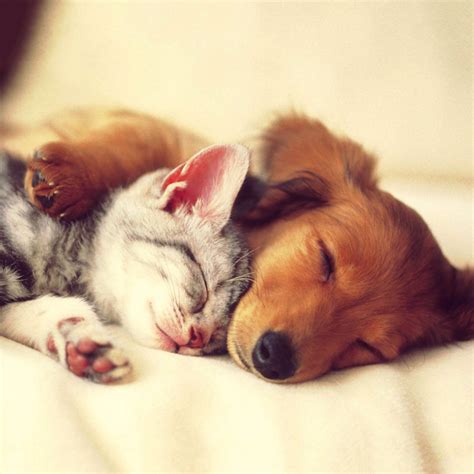 Lets Cuddle Cute Kittens Kittens And Puppies Cats And Kittens Funny