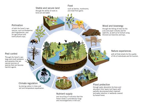 What Is An Ecosystem Types Examples And Importance