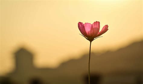 Hd Wallpaper Pink Cosmos Flower In Bloom During Sunset Flora Nature