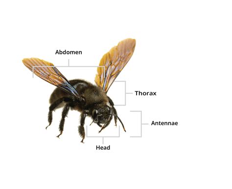 Pest Control For Carpenter Bees In Central Florida