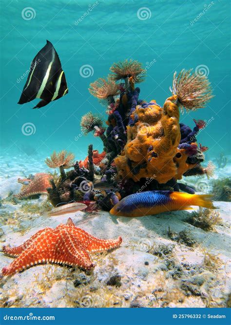 Underwater Colors And Forms Stock Photography Image 25796332