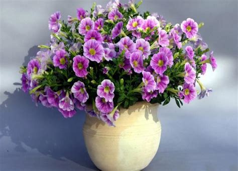 Beautiful Backyard Ideas For Growing Petunias In Containers