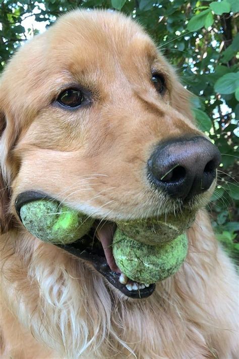 Wait This Golden Retriever Can Carry How Many Tennis Balls In His