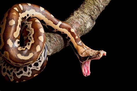 Blood Python Python Brongersmai Photograph By David Kenny Fine Art