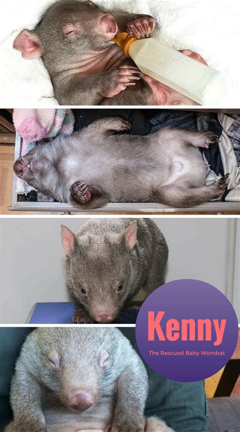 Kenny The Rescued Wombat Baby Couldnt Be Cozier Napping Peacefully In