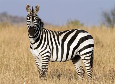 Zebra | Wild Life World