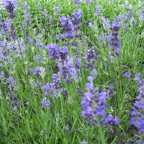Lavandula Angustifolia Munstead English Lavender Gardeners Dream