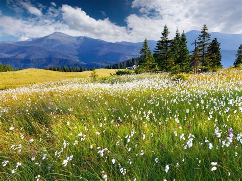Field Of Grass And Mountains Plants With White Flowers