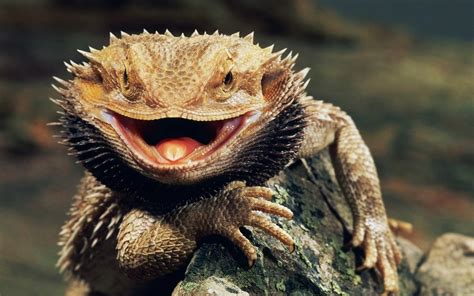 Bearded Dragon Lizards Animals Wallpapers Hd Desktop And Mobile