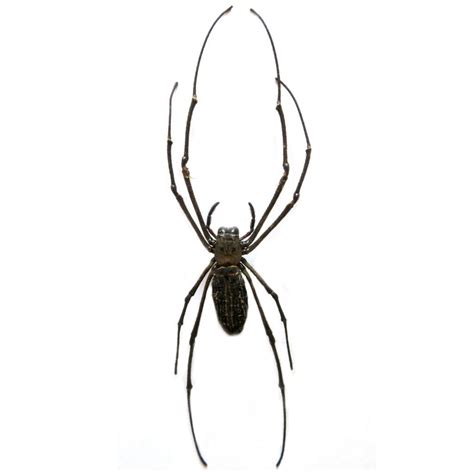 Bicbugs Nephilia Maculata Orb Weaver Spider Malaysia In 2020 Spider Orb Weavers