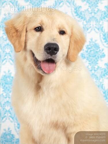 Photo Of Golden Retriever Puppy Portrait Stock Image Mxi24379