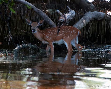 Key Deer In The Mangroves Noni Cay Photography