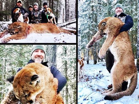Online Outrage After Canadian Tv Host Kills Cougar In Alberta National Post