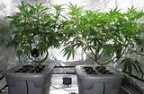 Pictures of Hydroponic Marijuana Yields