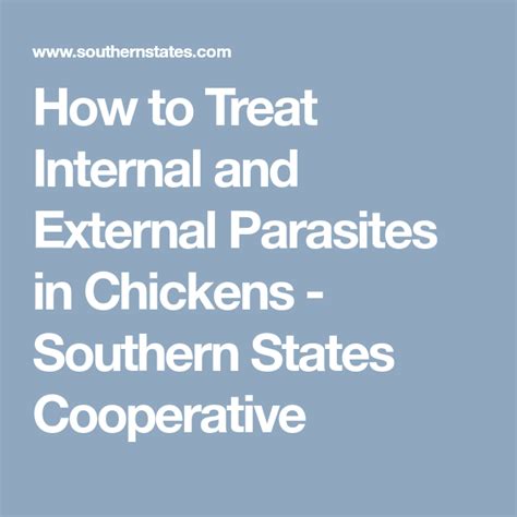 How To Treat Internal And External Parasites In Chickens Southern