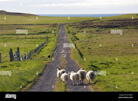 Icelandic Sheep In The Countryside Of North Iceland Stock Photo Alamy