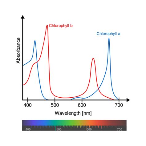 Botany What Does Chlorophyll Photosynthesis Peak Mean In Relation