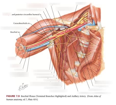 Brachial Plexus And Axillary Artery Diagram Quizlet
