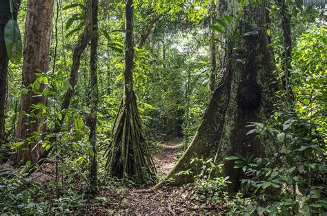 Rainforest Trees Amazon Forests Live On Sunlight Water Minerals And