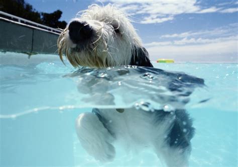Check out our other pages below: Drowning and Near Drowning in Pets | Cats and Dogs TexVetPets