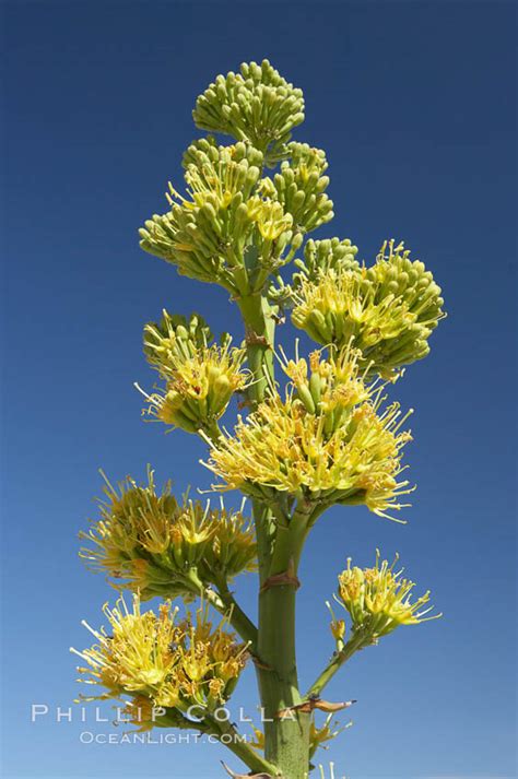 Century Plant Photo Century Plant Photos Natural History Photography