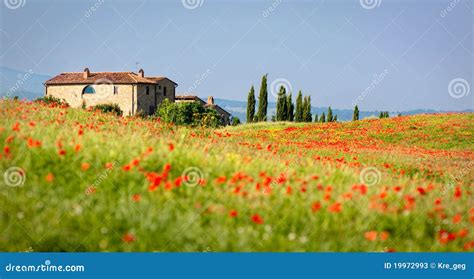 Tuscan Red Poppies Stock Image Image Of Colorful Green 19972993
