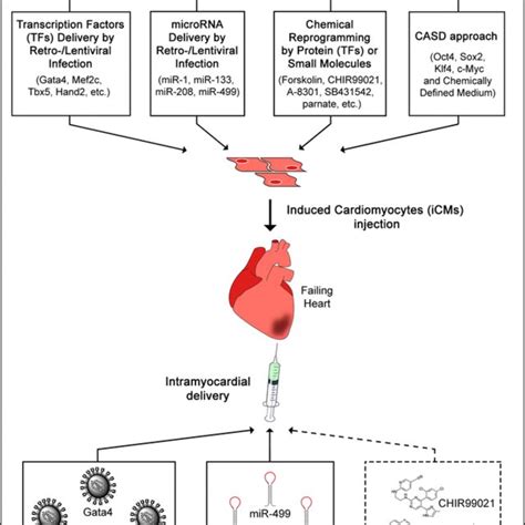 Direct Reprogramming Approaches For Cardiac Regeneration Direct
