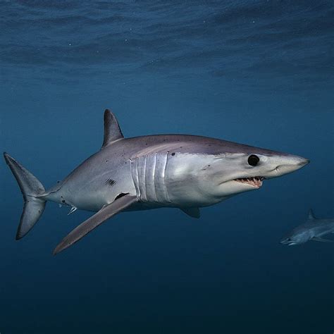 Photo By Brianskerry A Pair Of Shortfin Mako Sharks Swim In The