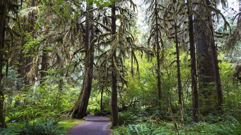 A Trail At Hoh Rainforest In The Olympic National Park Of The Us
