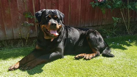 This page provides a listing of wisconsin rottweiler breeders. German Rottweiler Puppies For Sale | Polokwane | Public ...