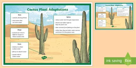 In places that get a lot of rainfall, plants often have dark green coloring. Cactus Plant Adaptation Display Poster (teacher made)