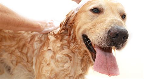 Benefits of handy medical records. Pet Grooming Near Me 46506 - Bremen Animal Clinic - Vet In ...