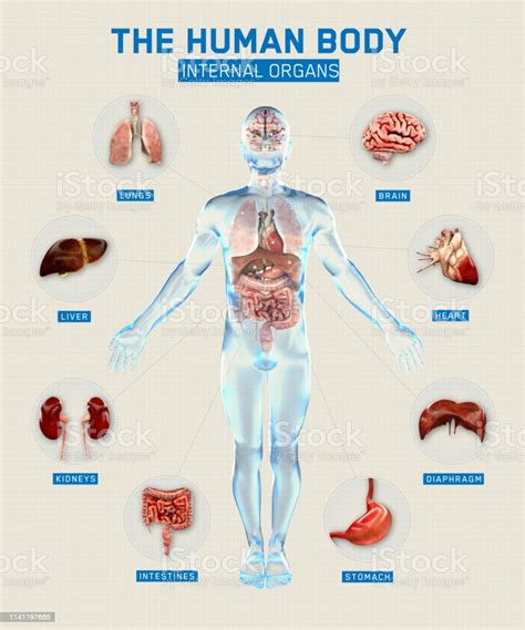 Human Body And Organs Systems Infographic Anatomy System 3d Rendering