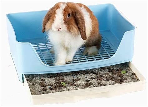 What Kind Of Litter To Use For Your Rabbit Fully Guide