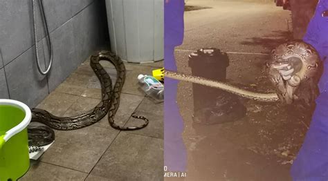 'Ada Kepala Ular' – Wanita Kongsi Detik Cemas Ular 'Menyorok' Dalam