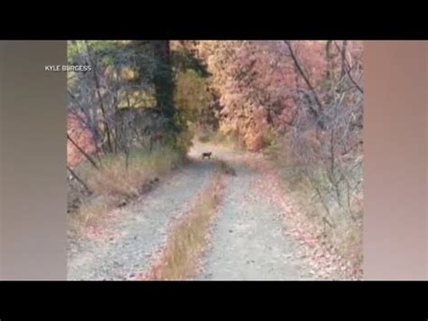 Cougar Follows Utah Hiker In Terrifying Six Minute Video Youtube