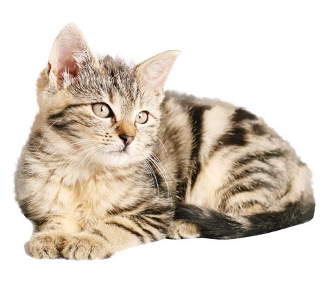 Cat Png Cat Transparent Background Freeiconspng Images And Photos Finder