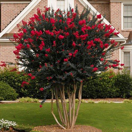 High resistance to leaf spot. Crepe Myrtle - Diamonds in the Dark 'Crimson' 7" Pot ...