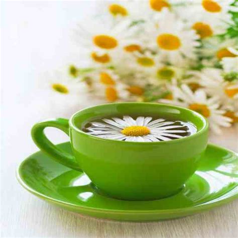 To grow chamomile successfully, you need a full sun spot with well draining soil. How to Grow, Use and Indentify the Chamomile Herb - Health ...