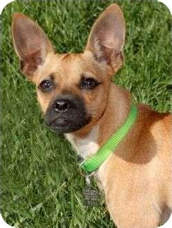 Find french bulldog in dogs & puppies for rehoming | find dogs and puppies locally for sale or adoption in toronto (gta) : Binks | Adopted Dog | Encinitas, CA | French Bulldog ...