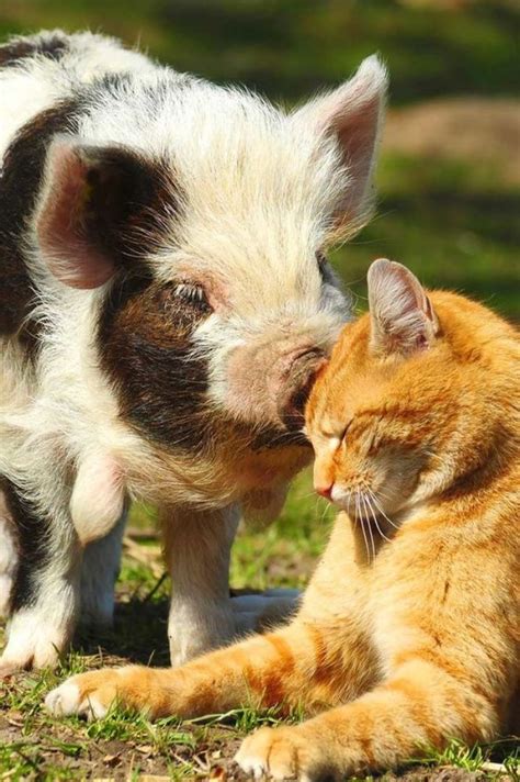 32 Best Unlikely Animal Friends Images On Pinterest