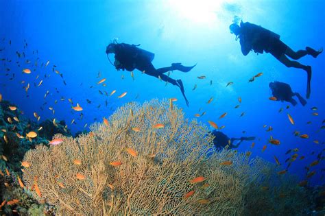 Diving In El Nido An Unforgettable Experience Desertdivers