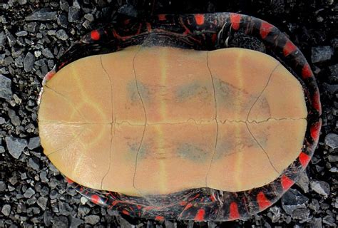 Painted Turtle Turtle Painting Midland Painted Turtle Turtle