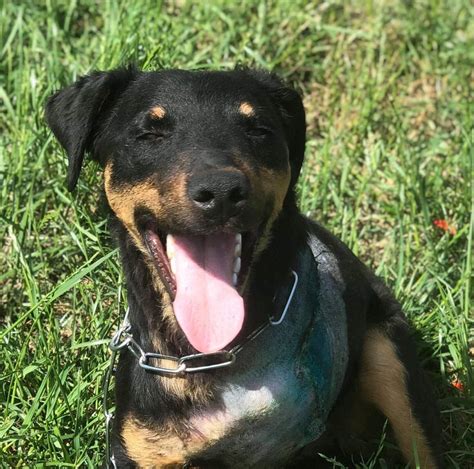 Milo 1 Year Old Male Miniature Pinscher Cross Available