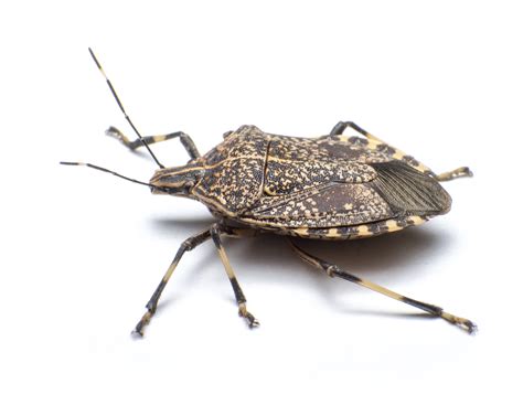 Why Are Stink Bugs So Bad In Knoxville Cleardefense Pest Control
