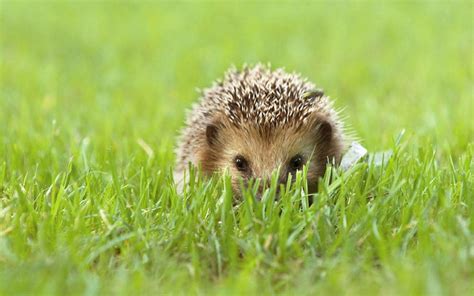 Hedgehogs Wallpapers Wallpaper Cave