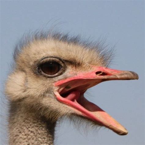 An Ostrich With Its Mouth Open And It S Tongue Out In Front Of The Camera