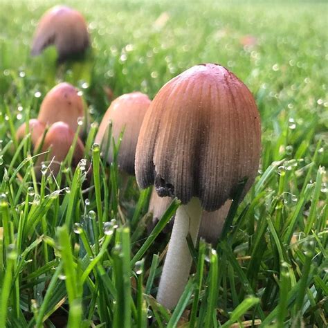 Mushrooms And Morning Dew On My Lawn Mornings Morningautumn